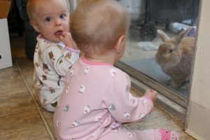 Baby twin girls watching bunny